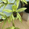 Целогина (Coelogyne pandurata) 